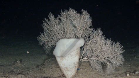 Benthic fauna of littoral and deep-sea habitats of the Alboran Sea: A hotspot of biodiversity ...