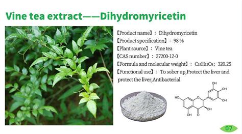 Vine Tea Extract Dihydromyricetin Powder 98 Dhm Ampelopsis