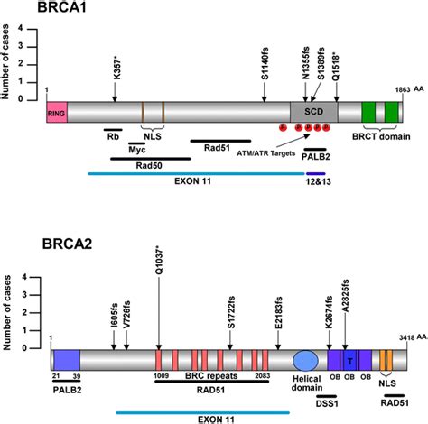 Schematic Representation Of Brca1 And Brca2 Deleterious Germline