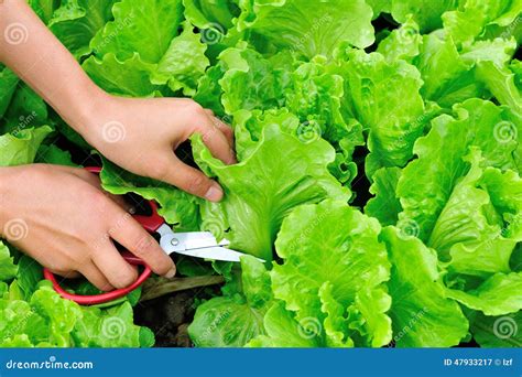 Scissors Cut Indian Lettuce Leaf Stock Image Image Of Land Food