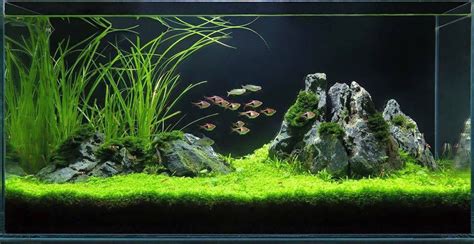 Pin van Nan op Aquarium landscape | Aquarium ideeën, Aquarium, Vissen