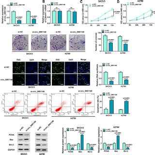 Circ Knockdown Suppresses The Proliferation And Induces The