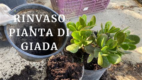 Come Rinvasare La Pianta Di Giada Crassula Ovata Albero Dei Soldi