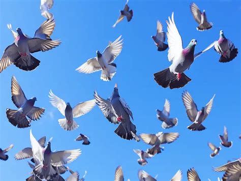 Pigeon Training for Flying Competitions: Enhancing Speed, Agility ...