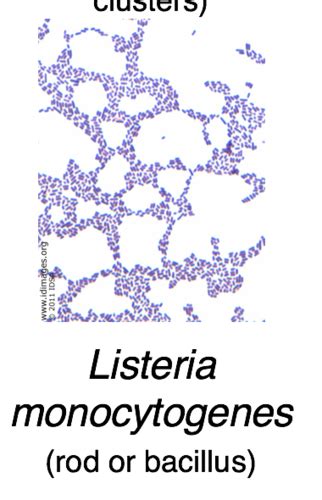 Listeria Monocytogenes Flashcards Quizlet