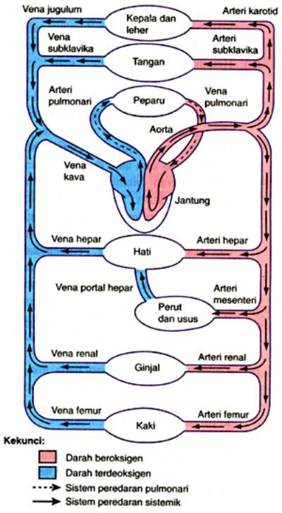 Mekanisme Sistem Peredaran Darah Homecare24