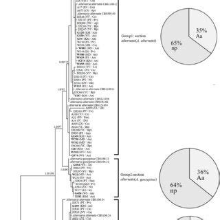 Phylogenetic Tree Derived From Bayesian Analysis Based On Combined Alt