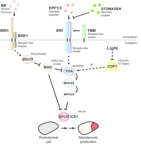 A Mitogen Activated Protein Kinase Mapk Pathway Transduces And