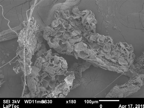 Abacaxi No Microscópio - Microscopia eletrônica de varredura das fibras de abacaxi tratadas ...