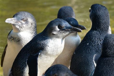 Little penguin breeding success includes ‘triple brooding’ - Predator Free NZ