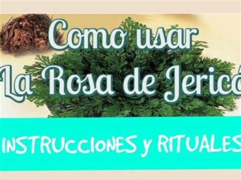 Rosa De Jeric Rituales Poderosos Y Oraci N Para Atraer La Prosperidad