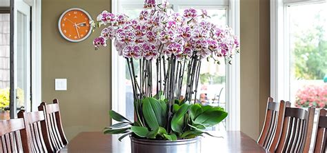 Phalaenopsis Orchids Just Add Ice Orchids