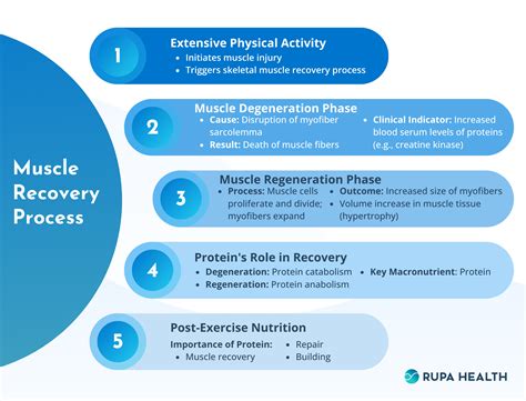 Maximizing Muscle Recovery: The Role of Post-Workout Nutrition