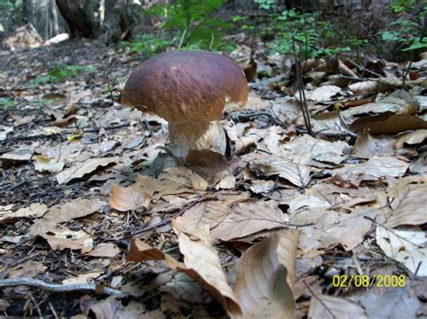 grzyby fungi of Poland mushrooms grzyby jadalne grzyby trujące borowik