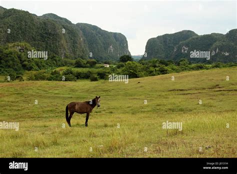 Viñales Valley, Cuba Stock Photo - Alamy