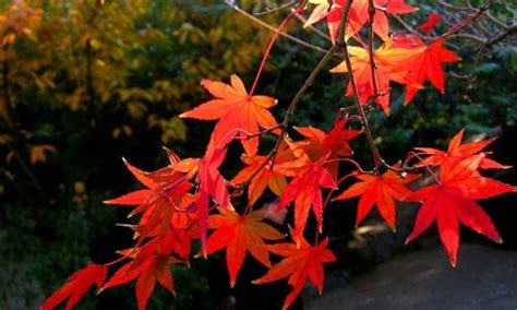 Scenery Of Maple Trees Of Qianfo Mountain In Jinan Global Times