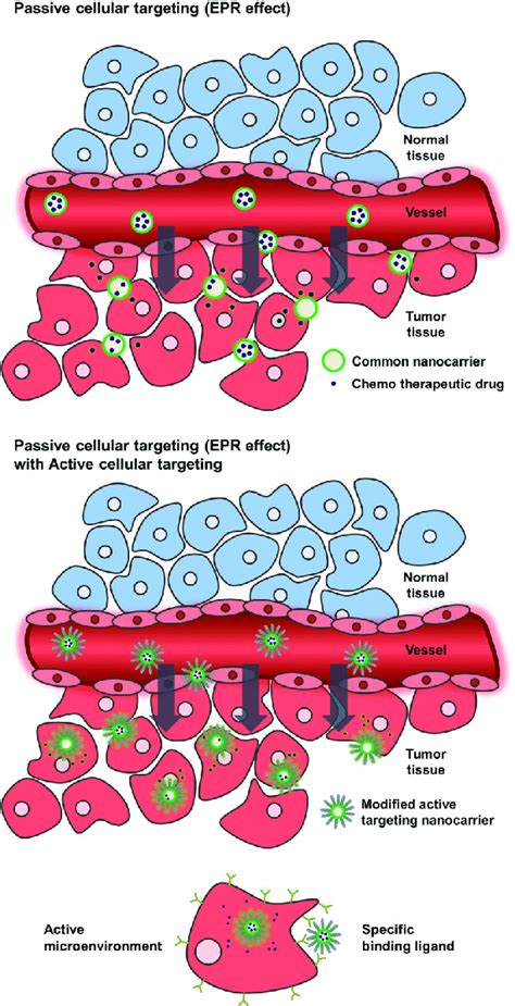 Schematic Illustrating The Passive Cellular Targeting Epr Effect And