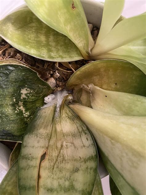 Spider mites or mold / fungus? : r/houseplants