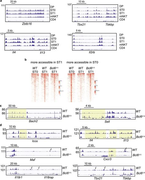 Chromatin Accessibility Profiles Near Genes That Are Developmentally