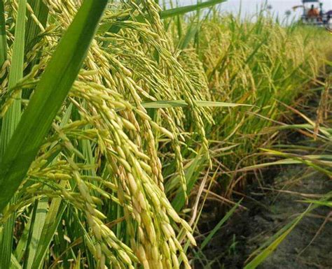 menanam padi  baik  benar