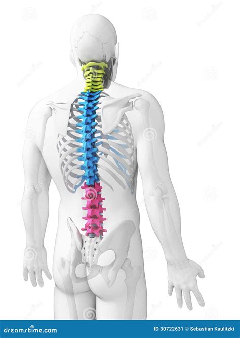 Sections Of The Spine Royalty-Free Illustration | CartoonDealer.com