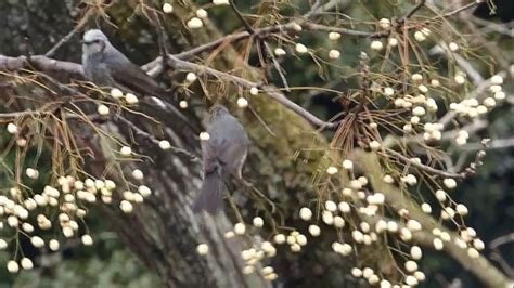 brown eared bulbul  youtube