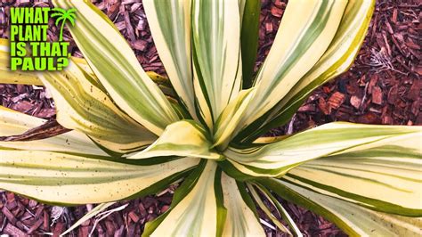 FURCRAEA FOETIDA MEDIOPICTA A Close Relative To The Agave MASSIVE