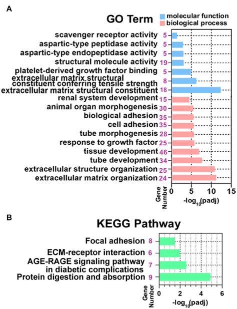 Functional And Pathway Enrichment Analysis Of Degs A Significantly