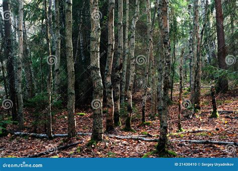 Birch Trees In Forest Stock Photo Image Of Forest Autumn 21430410