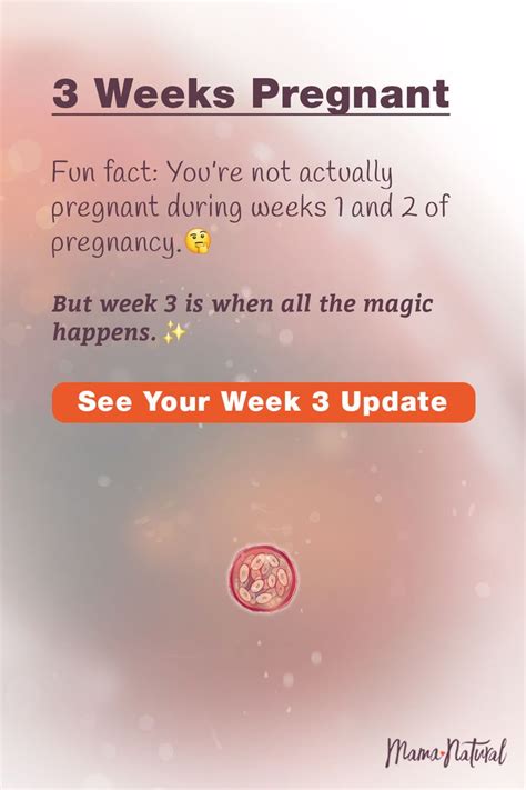 Ivf pregnancy week by week calculator - FeonaghRudy