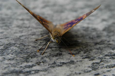 Kostenlose Foto Natur Fl Gel Fotografie Blatt Tierwelt Insekt