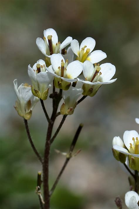 Arabis Alpina Alpine Rock Cress The Alpine Flora Of Zermatt