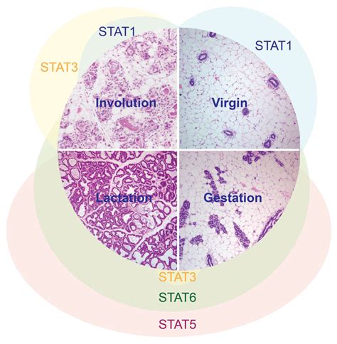 Stat Activation Patterns During The Cycle Of Postnatal Mammary Gland