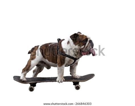 Skateboarding Dog Stock Photo (Edit Now) 266846303