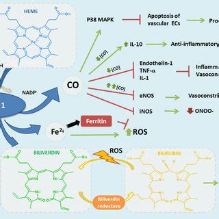 Heme oxygenase-1 antioxidant products derived from heme degradation ...