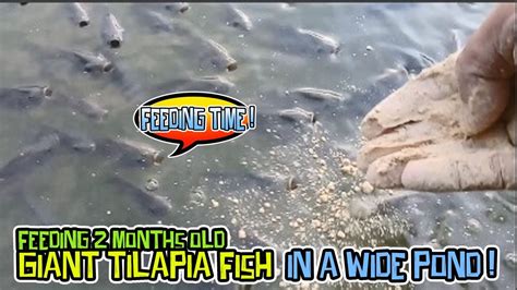 Backyard Tilapia Farming 2 Months Old Giant Tilapia In A Wider Pond