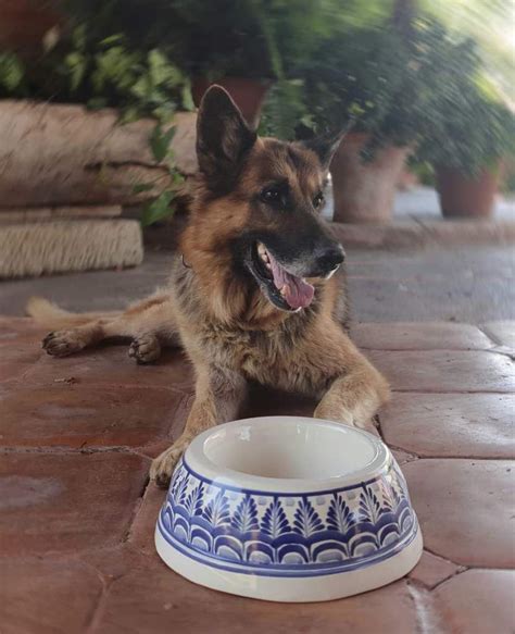 Dog Bowl Blue and White | Dog bowls, Dog accesories, Large dog bowls