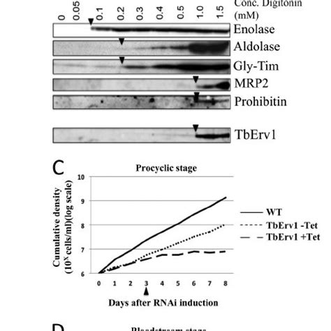 Tb ERV1 Is Essential In Procyclic And Bloodstream Form T Brucei A