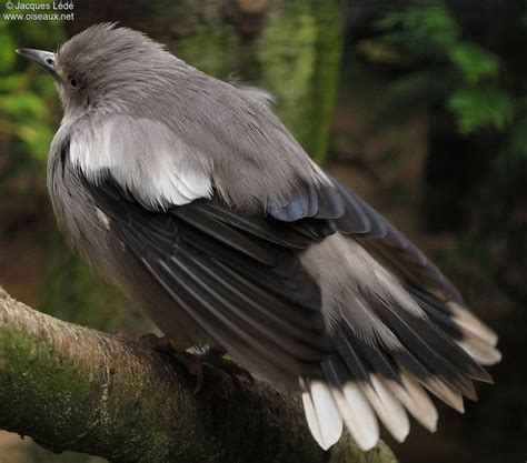 White Shouldered Starling Sturnia Sinensis Oiseaux