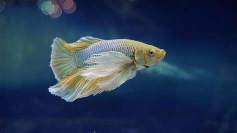 Why Is My Betta Fish Not Eating Causes Solutions Fishkeeping Advice