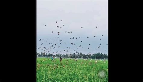 Gagal Panen Petani Di Maros Sampai Menangis Bawa Sampel Burung Pipit