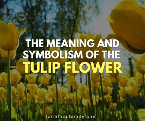 Tulip Flower Meaning and Symbolism: The Beauty of This Spring Flower