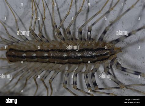 Common House Centipede Scutigera Coleoptrata Yellowish Grey Centipede