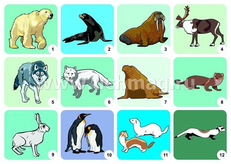 Картинки животные холодных стран для дошкольников - 62 фото