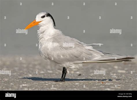 Royal Tern Thalasseus Maximus On Beach Everglades Florida Stock