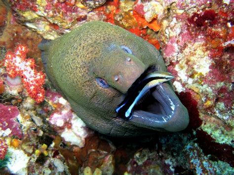 Giant Moray Eel – "OCEAN TREASURES" Memorial Library