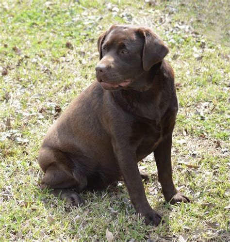 Our Chocolate Labs - Chocolate Labrador - Alabama Labs
