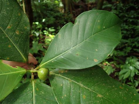 Ficus Moraceae Image 213766 At PhytoImages Siu Edu