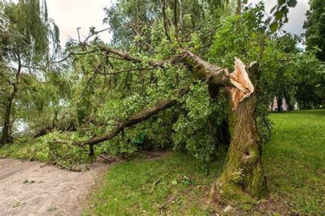 Recognizing The Signs Of Tree Failure