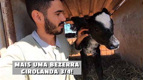 Nossa Vaca Gir Pariu Uma Bezerra Linda Mas Acabou Descalcificando E